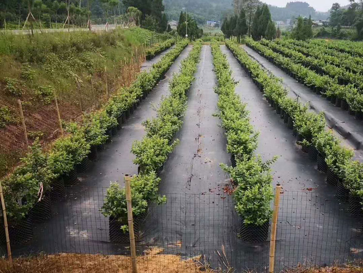編織防草布